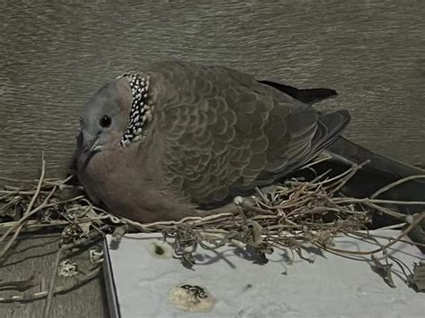 斑鳩飛到家裡代表什麼|【斑鳩 風水】斑鳩來家的預兆斑鳩的寓意 